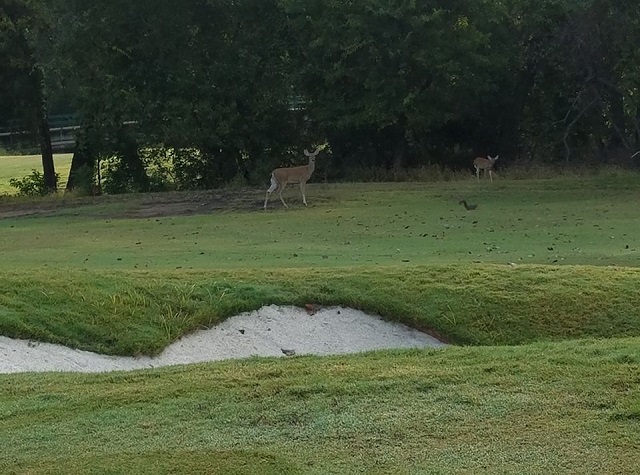 Weatherford Golf - Deer